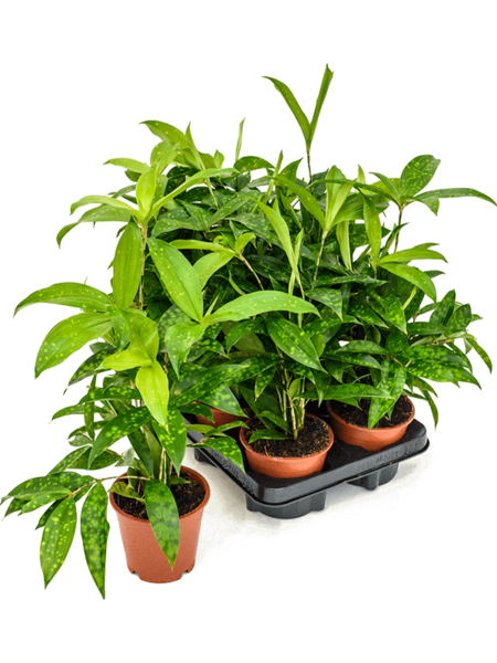 Dracaena Surculoosa 6 / Bandeja