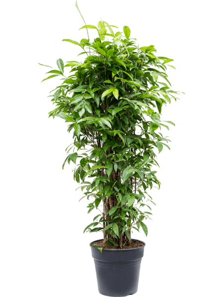 Dracaena Surculoosa