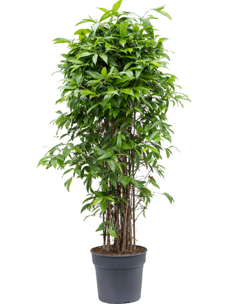 Dracaena Surculoosa