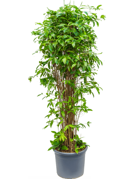 Dracaena Surculoosa