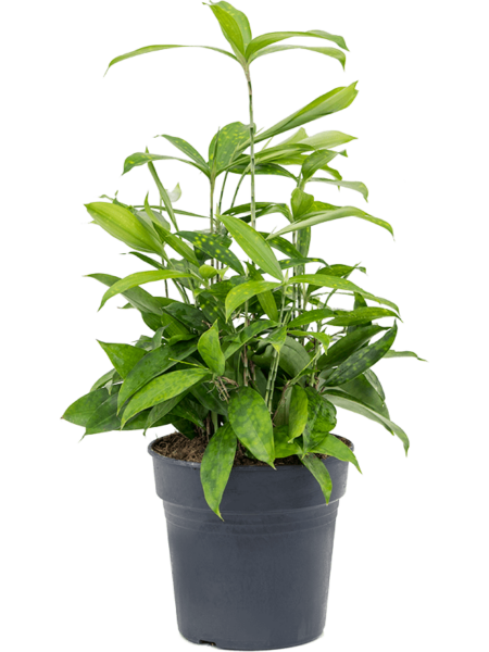 Dracaena Surculoosa