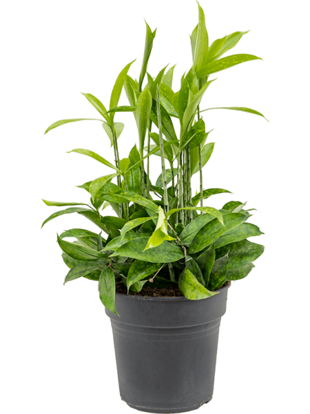 Dracaena Surculoosa