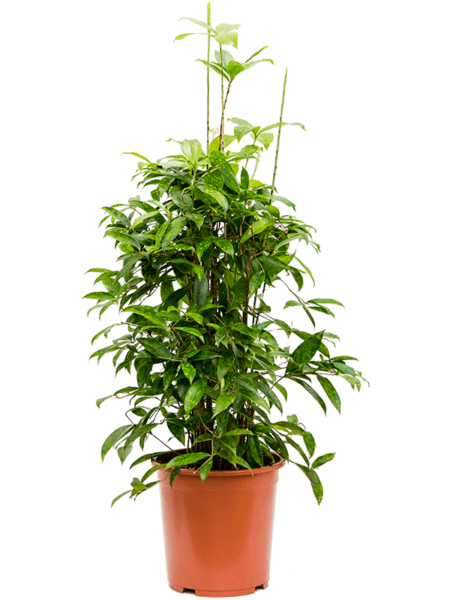 Dracaena Surculoosa