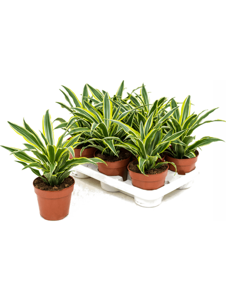 Dracaena Fragrans 'Sorpresa' 8 / Bandeja