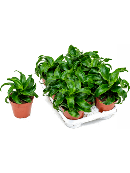 Dracaena Fragrans 'Twist' 8 / Bandeja