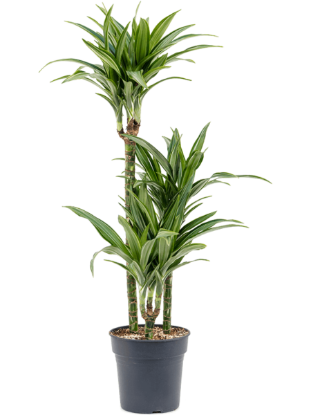Dracaena Fragrans 'Ulises'