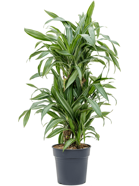 Dracaena Fragrans 'Ulises'