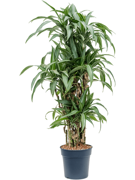 Dracaena Fragrans 'Ulises'