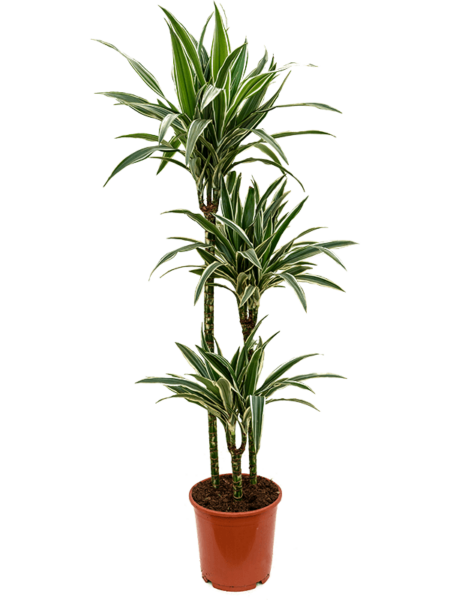 Dracaena Deremensis 'Blanco Stripe'