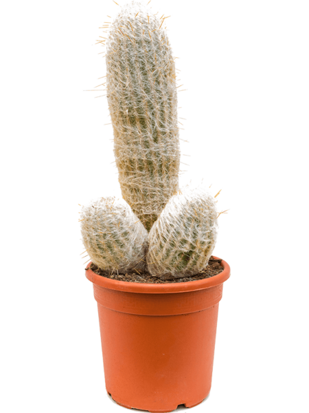 MELANOSTELE ESPOSTOA