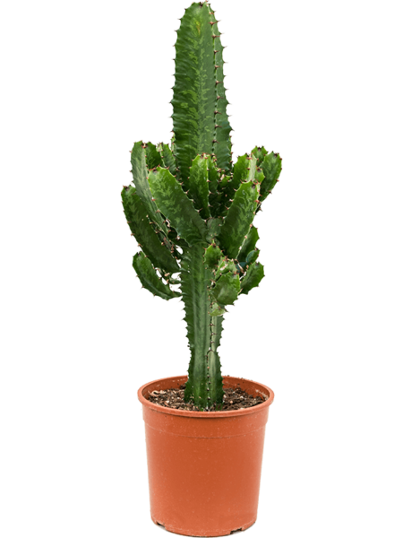 Euphorbia acruensis