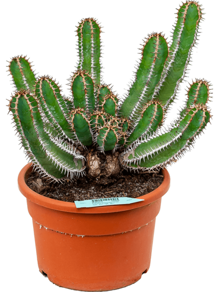 Euphorbia avasmontana