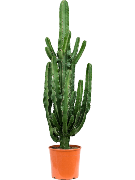 Euforbia erytrea