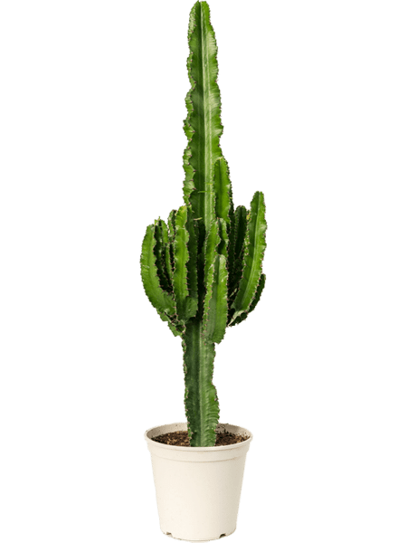 Euforbia erytrea