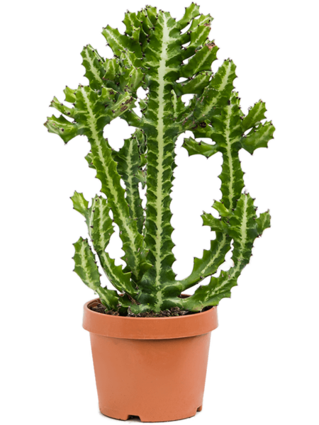 EUPHORBIA LACTEA