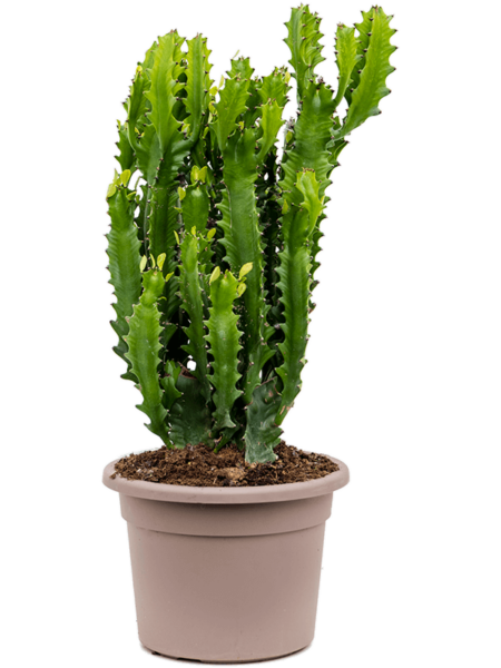 EUPHORBIA LACTEA