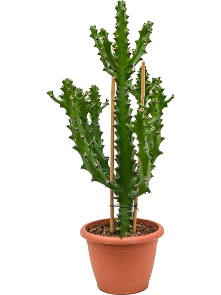 Euforbia Mayurnathanii