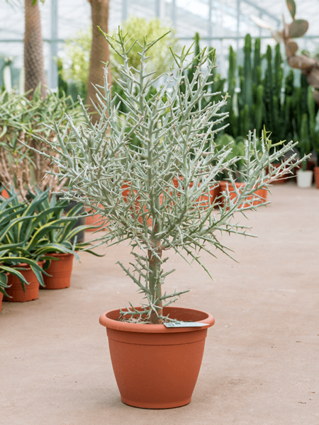Euphorbia Stenoclada