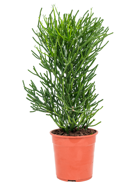 Euforbia tirucalli