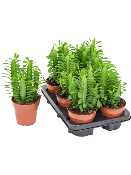 Euforbia Trigona 6 / Bandeja