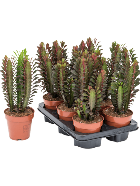 Euphorbia Trigona 'RUBRA' 6 / BANDEJA