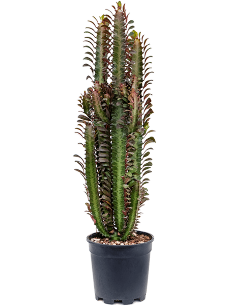 Euforbia Trigona 'RUBRA'