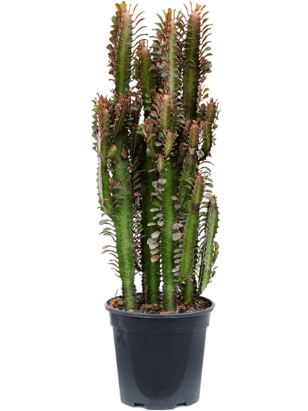 Euforbia Trigona 'RUBRA'
