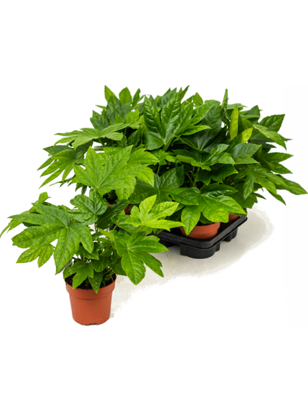 Fatsia japonica 6 / bandeja