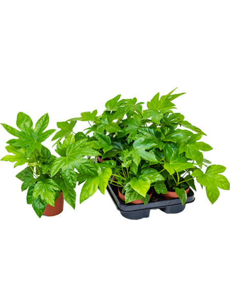 Fatsia japonica 6 / bandeja