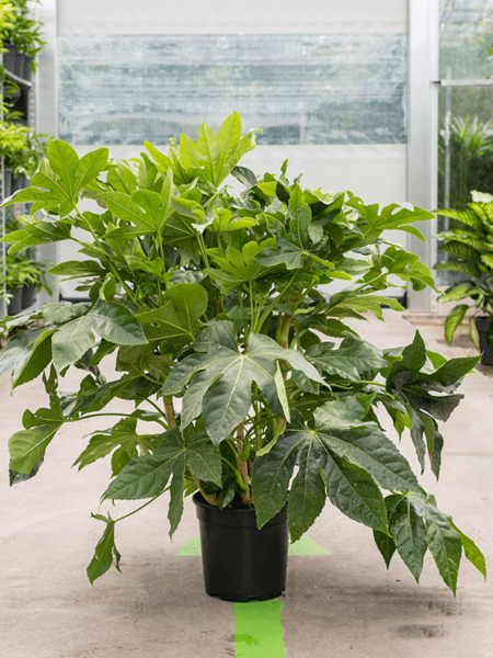 Fatsia japonica