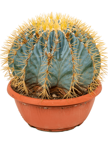 Ferocactus glaucescens