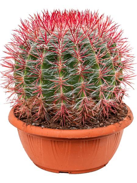 Ferocactus steinsiii