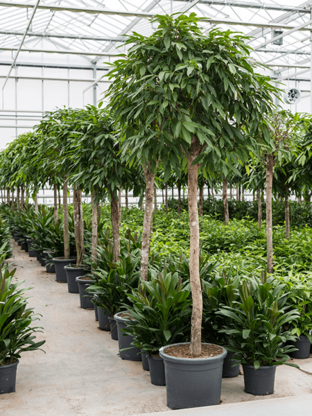 Ficus binnendijkii 'Amstel King'