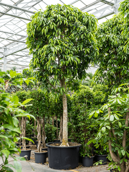 Ficus binnendijkii 'Amstel King'
