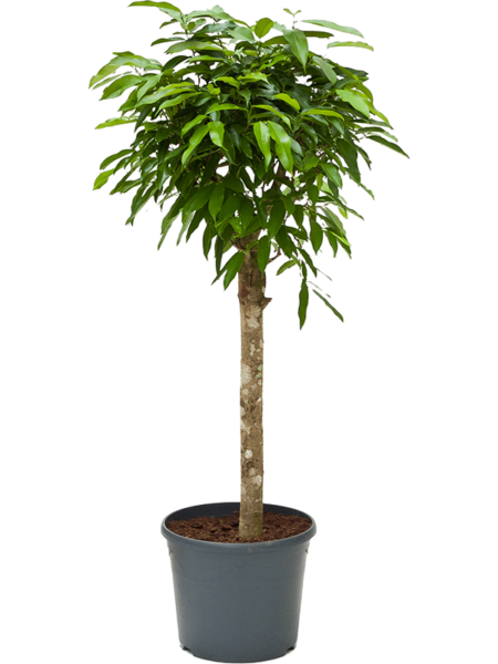 Ficus binnendijkii 'Amstel King'