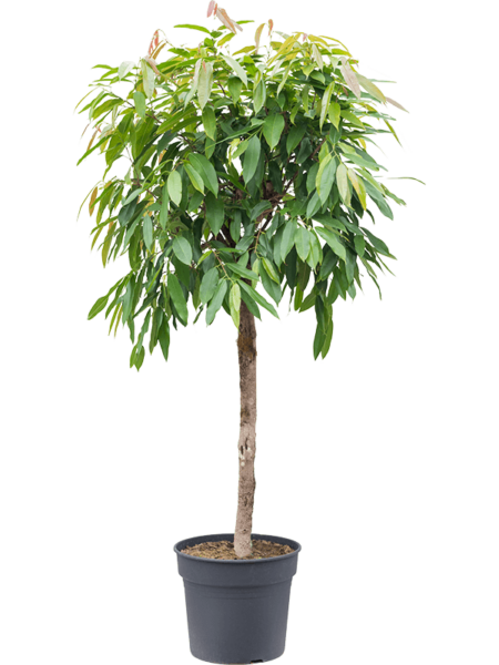 Ficus binnendijkii 'Amstel King'