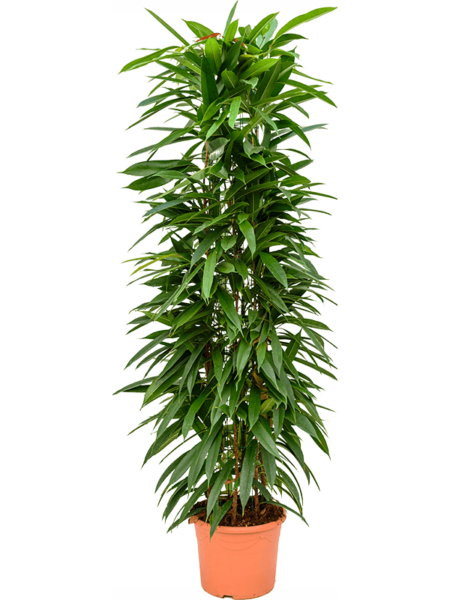 Ficus binnendijkii 'Amstel King'