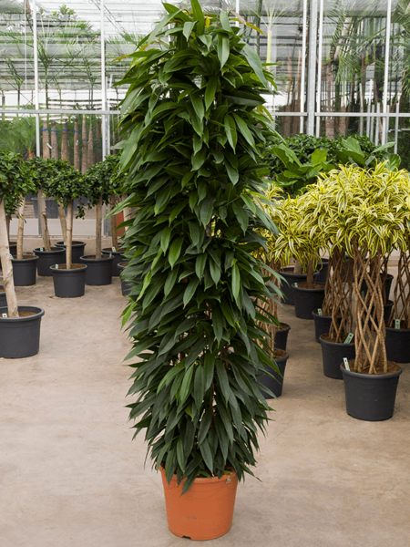 Ficus binnendijkii 'Amstel King'