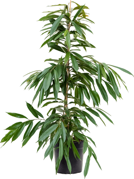 Ficus binnendijkii 'Amstel King'