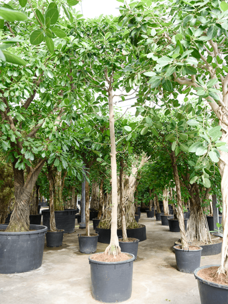 Ficus benghalensis