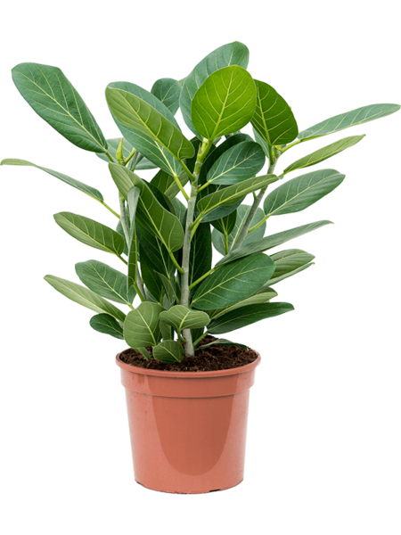 FICUS BENGHALENSIS 'AUDREY'