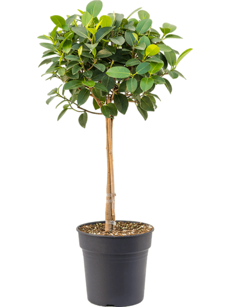 Fiche Sorriginionse 'Australidad'