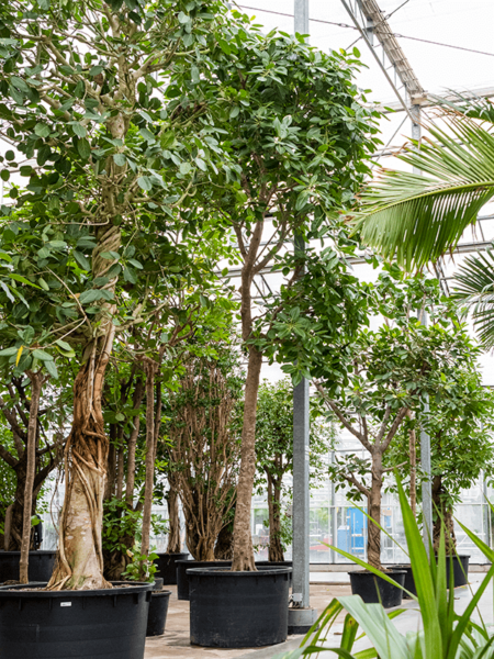 Ficus benghalensis 'variegata'