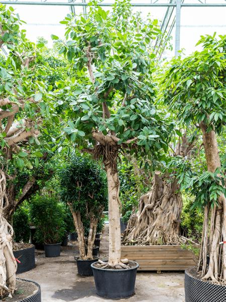 Ficus benghalensis