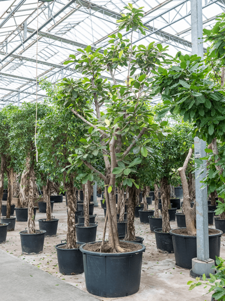 Ficus benghalensis