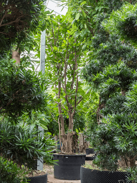 Ficus benghalensis