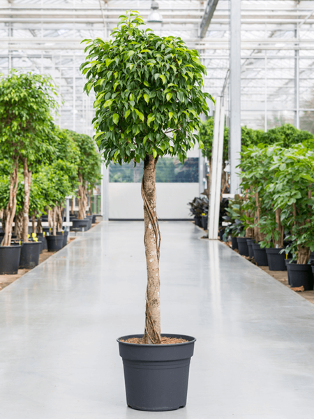 Ficus benjamina 'columnar'