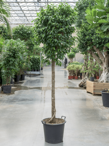 Ficus benjamina 'columnar'