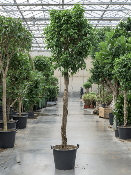 Ficus benjamina 'columnar'