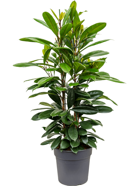 ficus lyrata